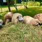 Farm visit
