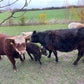 Farm visit