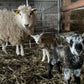 Farm visit