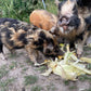 Farm visit