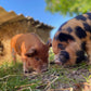 Farm visit